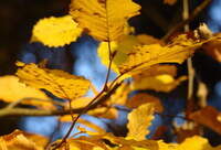 Herbstwander-Woche