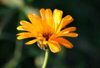 Sommerwochen